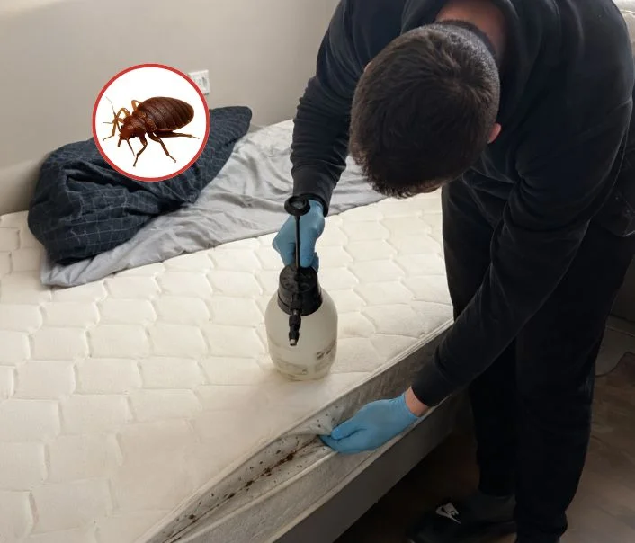 Technicien traitant un matelas contre les punaises de lit à Asnières-sur-Oise